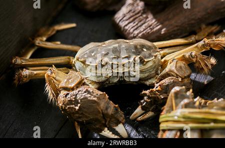 Crabes poilus de shanghai à la vapeur, cuisine chinoise，crabe mouton, crabes poilus de shanghai, Banque D'Images