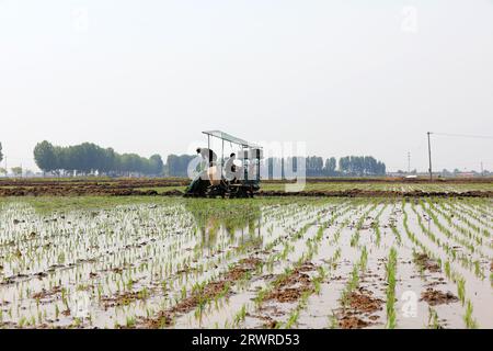 COMTÉ de LUANNAN, Chine - 18 mai 2022 : les agriculteurs utilisent des machines pour transplanter des plants de riz, Chine du Nord Banque D'Images