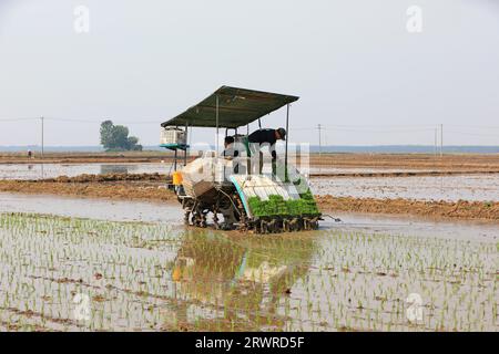 COMTÉ de LUANNAN, Chine - 18 mai 2022 : les agriculteurs utilisent des machines pour transplanter des plants de riz, Chine du Nord Banque D'Images