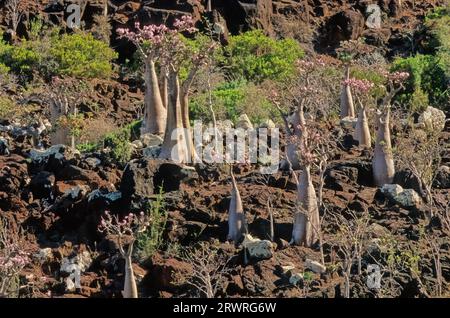 Adenium obesum, plus communément connu sous le nom de rose du désert, est une espèce toxique de plante à fleurs appartenant à la tribu des Nerieae de la sous-famille Apocyn Banque D'Images