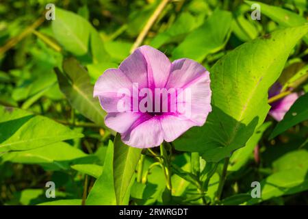 La patate douce, Bejuco-de-Puerco, épinards d'eau chinois, est cultivée dans l'eau ou le sol. Il fleurit en été avec une cloche de couleur voyante, blanche ou rose pâle Banque D'Images