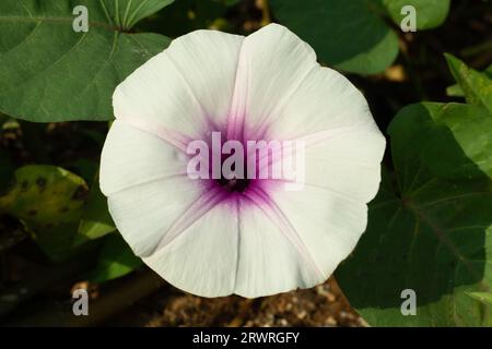 Glade Morning-Glory, Sweetpatate, Bejuco-de-Puerco, épinards d'eau chinois, sont cultivés dans l'eau ou le sol. Il fleurit en été blanc, ou rose pâle en Banque D'Images