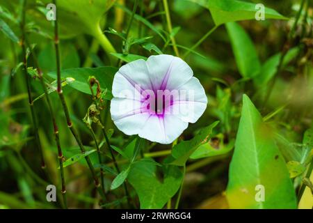 Connue sous le nom de Pak Boong en Thaïlande, Ipomoea aquatica est une plante tropicale semi-aquatique cultivée comme légume-feuille. épinards d'eau, épinards de rivière, morni d'eau Banque D'Images