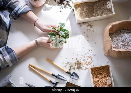 Les mains de jardinier femelle tenant une petite casserole avec l'équipement de jardin monstère variable sur la table de clôture Banque D'Images