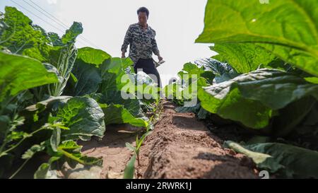 COMTÉ de LUANNAN, Chine - 23 mai 2022 : les agriculteurs récoltent le chou chinois dans les champs, dans le nord de la Chine Banque D'Images