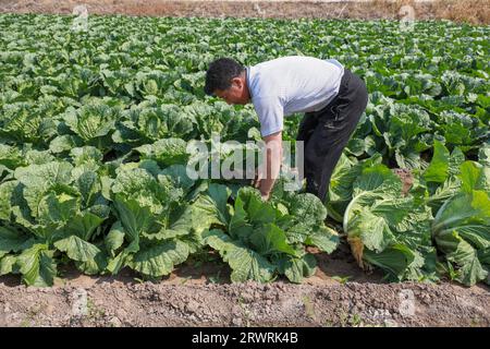 COMTÉ de LUANNAN, Chine - 23 mai 2022 : les agriculteurs récoltent le chou chinois dans les champs, dans le nord de la Chine Banque D'Images