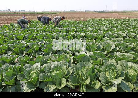 COMTÉ de LUANNAN, Chine - 23 mai 2022 : les agriculteurs récoltent le chou chinois dans les champs, dans le nord de la Chine Banque D'Images