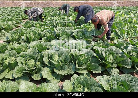 COMTÉ de LUANNAN, Chine - 23 mai 2022 : les agriculteurs récoltent le chou chinois dans les champs, dans le nord de la Chine Banque D'Images