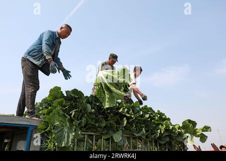 COMTÉ de LUANNAN, Chine - 23 mai 2022 : les agriculteurs récoltent le chou chinois dans les champs, dans le nord de la Chine Banque D'Images