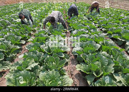 COMTÉ de LUANNAN, Chine - 23 mai 2022 : les agriculteurs récoltent le chou chinois dans les champs, dans le nord de la Chine Banque D'Images