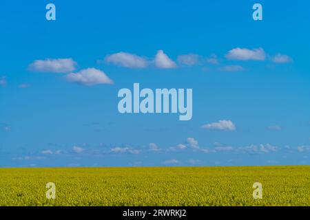 Un champ de canola dans Victoria Australie montrant des fleurs jaunes et un fond de ciel bleu, dans un cadre agricole. Banque D'Images