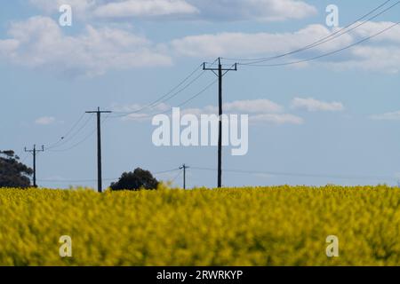 Résumé lignes électriques et poteaux vue isolée avec un fond de ciel bleu nuageux et champ de canola dans Victoria Australie. Banque D'Images