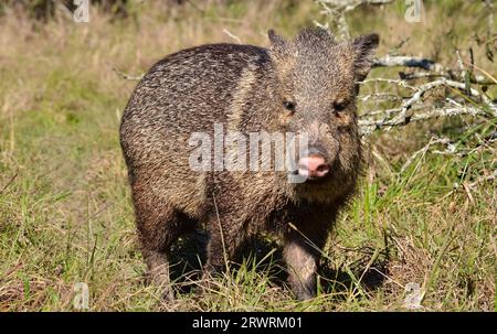 Collier peccary regardant la caméra dans le parc national Ibera, Argentine Banque D'Images