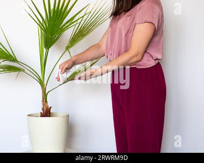 Femme main essuyant la poussière des feuilles vertes de Washingtonia filifera Banque D'Images