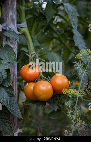 Culture biologique de tomates à la campagne, agriculture alimentaire biologique, village écologique polonais, comté de Podkarpackie, Pologne Banque D'Images