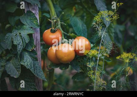 Culture biologique de tomates à la campagne, agriculture alimentaire biologique, village écologique polonais, comté de Podkarpackie, Pologne Banque D'Images