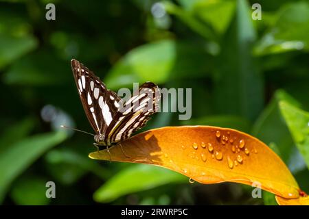 Gros plan d'un papillon marin commun (Neptis hylas) perché au sommet d'une feuille Banque D'Images