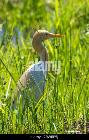 Un héron égyptien exotique (Bubulcus ibis) perché au sommet d'herbes verdoyantes Banque D'Images