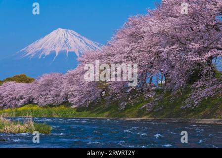 Fuji dans le ciel bleu et cerisiers en fleurs à Ryuganbuchi sur la rivière Juni Banque D'Images