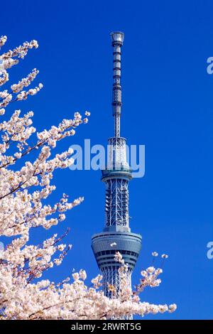 Tokyo Sky Tree et cerisiers Blossoms Banque D'Images