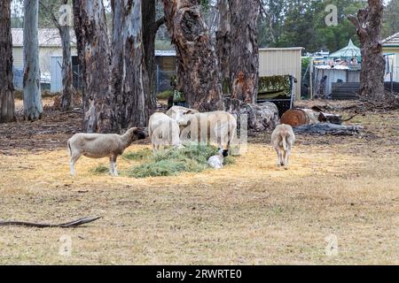 Photographie d'une petite foule de moutons se nourrissant de balles d'herbe fournies près de maisons résidentielles dans la région de l'Australie Banque D'Images