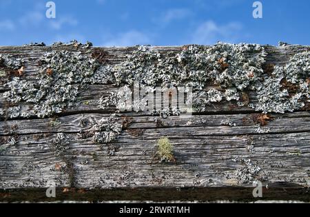 Vieux bois patiné avec des fonds naturels de texture recouverte de lichen Banque D'Images