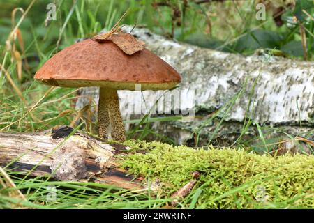 Grand champignon comestible de l'espèce bolète de bouleau orange (Leccinum versipelle) poussant dans une forêt de bouleaux du Hunsrück, Rhénanie-Palatinat, Allemagne Banque D'Images