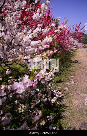 Achi Village, Gekkawa Hot Spring et Hanamomo no Sato Banque D'Images