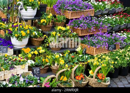 Florist, flower shop Banque D'Images