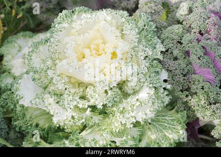 Brassica oleracea (Groupe sabellica) Borecole (Royaume-Uni), chou frisé, chou frisé de cuisine, chou écossais (Royaume-Uni), chou frisé de Sibérie Banque D'Images