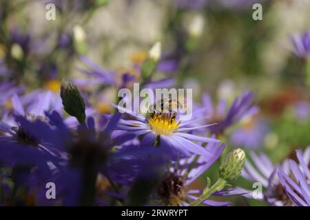 Eristalis arbustorum sur une plante non identifiée Banque D'Images