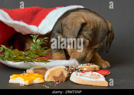 Le chiot Teckel se tient sous un chapeau de Père Noël et renifle les biscuits. Studio tourné au format paysage Banque D'Images