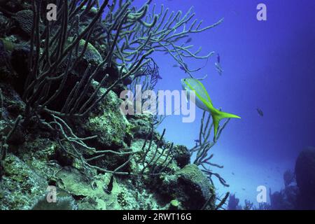 Vivaneau à queue jaune sur le récif, Cayo Largo Cuba Banque D'Images