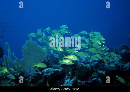 Grognement français, site de plongée Aquario, Cayo Largo Cuba Banque D'Images