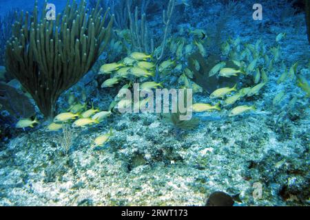 Grognement français, Cayo Largo Cuba Banque D'Images