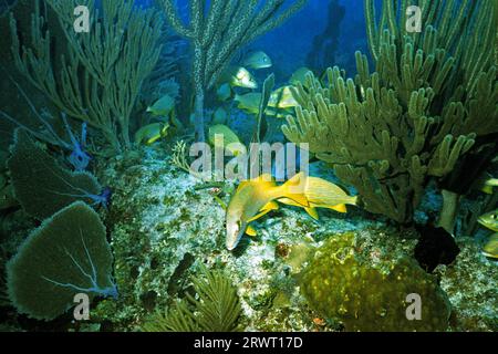 Maître d'école Snapper, Cayo Largo Cuba Banque D'Images