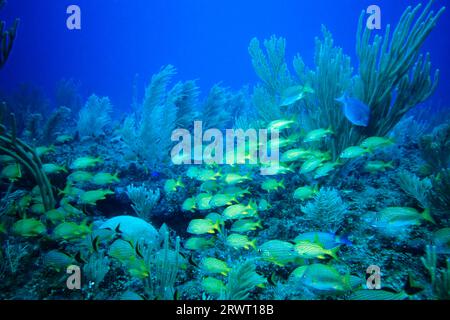 École de grunts bleus et français, Cayo Largo Cuba, site de plongée Aquario Banque D'Images