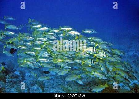 Maître d'école Snapper Swarm, Cayo Largo Cuba Banque D'Images