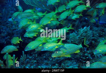 École de grunts bleus et français, Cayo Largo Cuba, site de plongée Aquario Banque D'Images