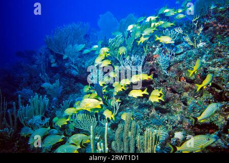 École de grunts bleus et français, Cayo Largo Cuba, site de plongée Aquario Banque D'Images