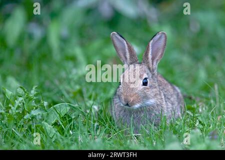 Lapin européen (Oryctolagus cuniculus), une portée se compose généralement de 2, 12 jeunes (lapin sauvage européen) (photo lapin sauvage chaton recherche de nourriture) Banque D'Images