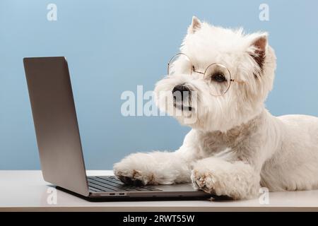 Chien race West Highland terrier blanc, travaillant à un ordinateur. Photo de haute qualité Banque D'Images