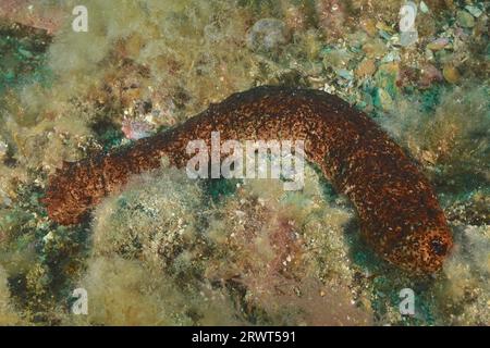 Concombre de mer variable (Holothuria forskali), site de plongée réserve marine Cap de Creus, Rosas, Costa Brava, Espagne, Mer Méditerranée, Europe Banque D'Images