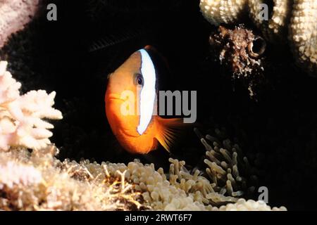 Anémonefish rouge et noir (Amphiprion melanopus), Grande Barrière de corail, Australie, Pacifique Sud Banque D'Images