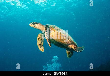 Tortue, Seychelles Banque D'Images