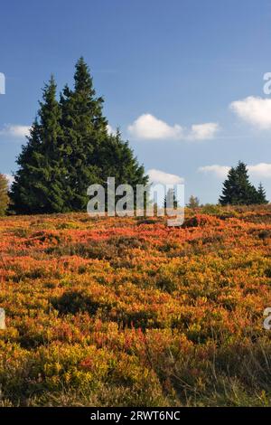 Le paysage de la lande sur le Kahler Asten, Sauerland, Rhénanie du Nord-Westphalie, Allemagne Banque D'Images