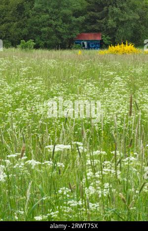 Une cabane en étain se dresse à la lisière de la forêt dans Siegerland Banque D'Images