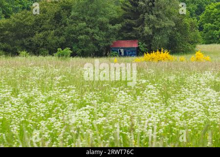 Une cabane en étain se dresse dans le Siegerland au Waldaum Banque D'Images