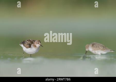 Le petit séjour en saison estivale (Calidris minuta) Banque D'Images