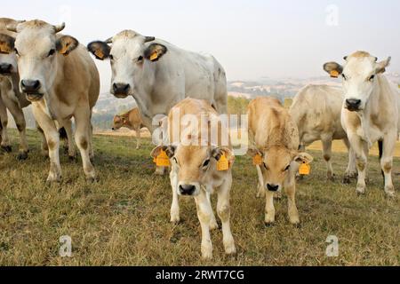 La race piémontaise de bétail sur les pâturages du Piémont, Montechiaro, Monferrato, Piémont, Italie Banque D'Images